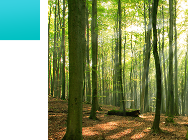 Adoption of FSC paper products: Adoption of FSC paper products: